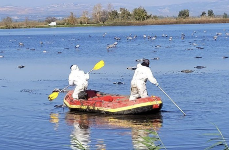 Avian flu in Israel: Over 5,000 wild cranes die