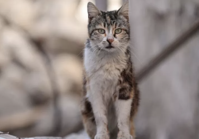 A competition for kids to hunt feral cats in New Zealand cancelled after wide outcry