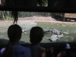 The force of the attack left him with severe injuries, primarily from the crocodile's powerful bite