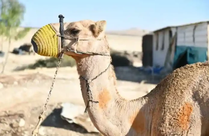 The Israeli government’s stance on this issue emphasizes the importance of maintaining humane treatment of all animals, including those traditionally used in racing