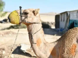 Police carried out operations to thwart illegal camel racing in the Negev. October 10, 2024. (credit: POLICE SPOKESPERSON'S UNIT)