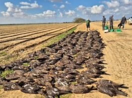 The carcasses of 335 black kites at Moshav Patish in southern Israel, after a mass poisoning event apparently caused by an approved pesticide leaching into puddles caused by irrigation, near Moshav Patish, southern Israel, February 1, 2025. (Israel Nature and Parks Authority)