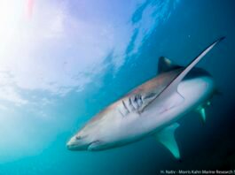 The procedure, performed this week off the coast of Hadera, revealed that the shark, named Romi, is in an advanced stage of pregnancy. This breakthrough is part of a long-term study led by the Apex Predator Lab, focusing on the reproductive habits of local shark populations