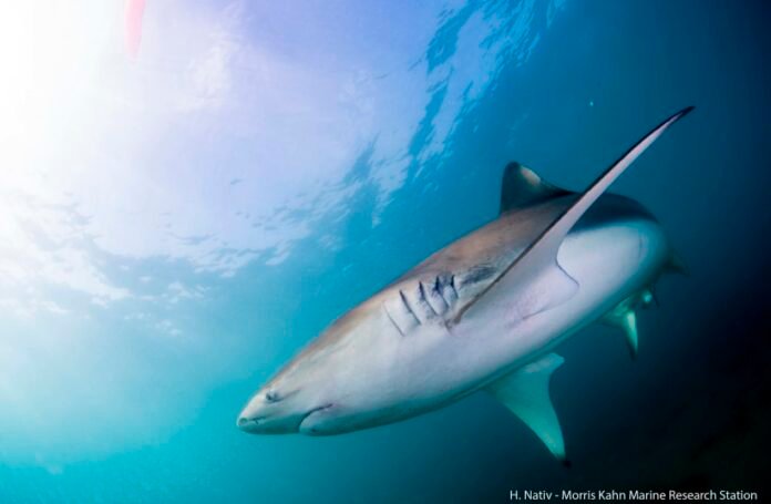 The procedure, performed this week off the coast of Hadera, revealed that the shark, named Romi, is in an advanced stage of pregnancy. This breakthrough is part of a long-term study led by the Apex Predator Lab, focusing on the reproductive habits of local shark populations