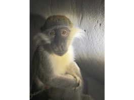 These animals were likely intended for the underground exotic pet market, where demand for rare species fuels illicit smuggling networks