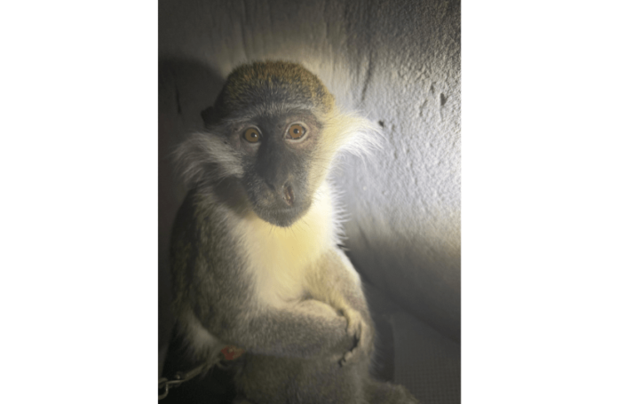 These animals were likely intended for the underground exotic pet market, where demand for rare species fuels illicit smuggling networks These animals were likely intended for the underground exotic pet market, where demand for rare species fuels illicit smuggling networks