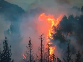 Environmental officials have long warned about the potential for flare-ups in forested areas following wildfires, particularly during Israel’s dry and windy spring season