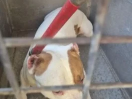 Authorities are expected to complete a full risk assessment of the dog and determine whether it will be euthanized following the investigation
